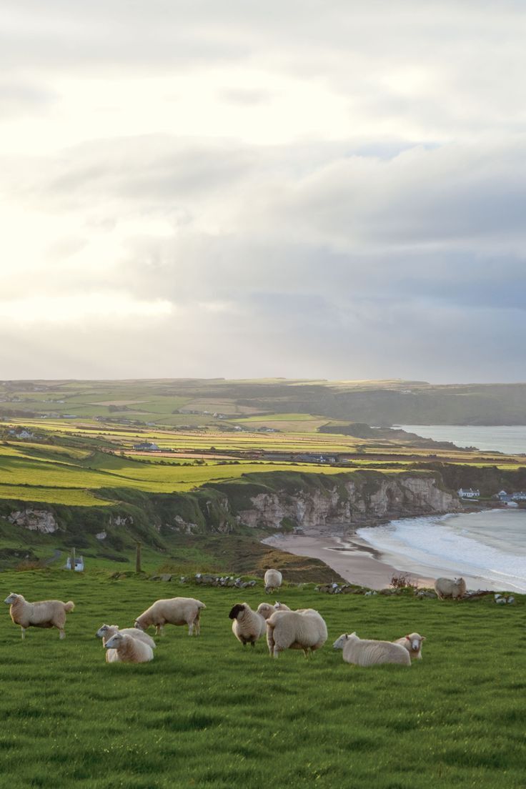¡Llega a Irlanda sin ninguna preocupación! - Imagen 4